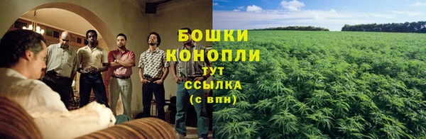 шишки Верея